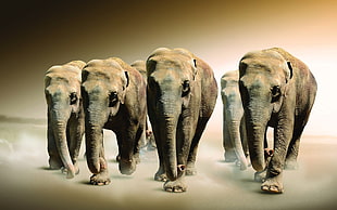 gray Elephant herd photo HD wallpaper